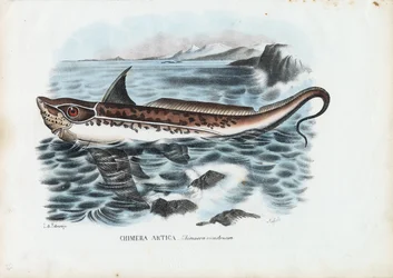 Kaninchenfisch, 1863-79